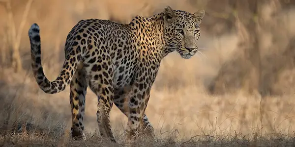 Nagpur to Pench National Park Taxi