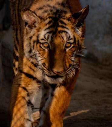 nagpur to tadoba taxi - tiger at tadoba