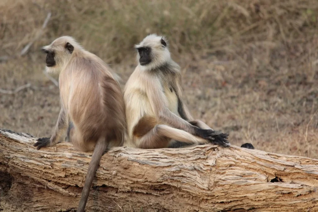 Nagpur to Pench taxi passing through forest roads with wildlife in background