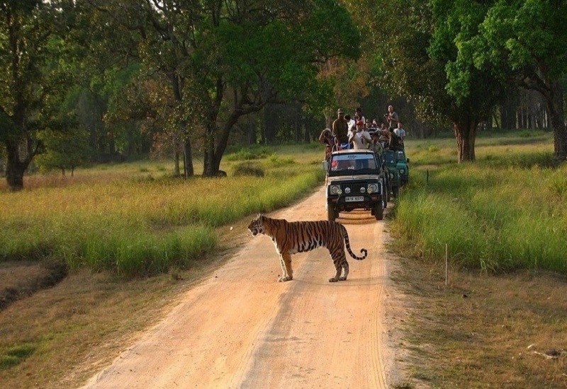 Nagpur to Tadoba safari cab service with comfortable AC taxi and verified drivers