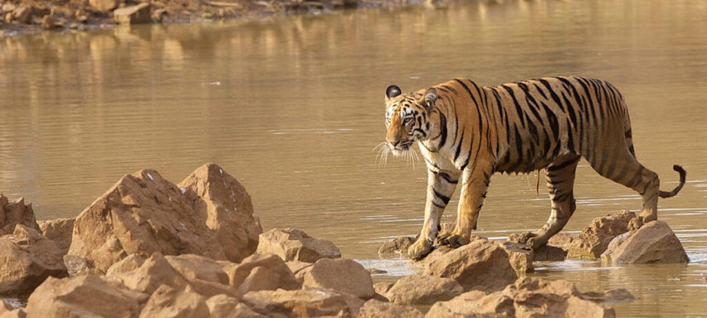 Book your Nagpur to Tadoba safari taxi with Robinhood Tours & Travels