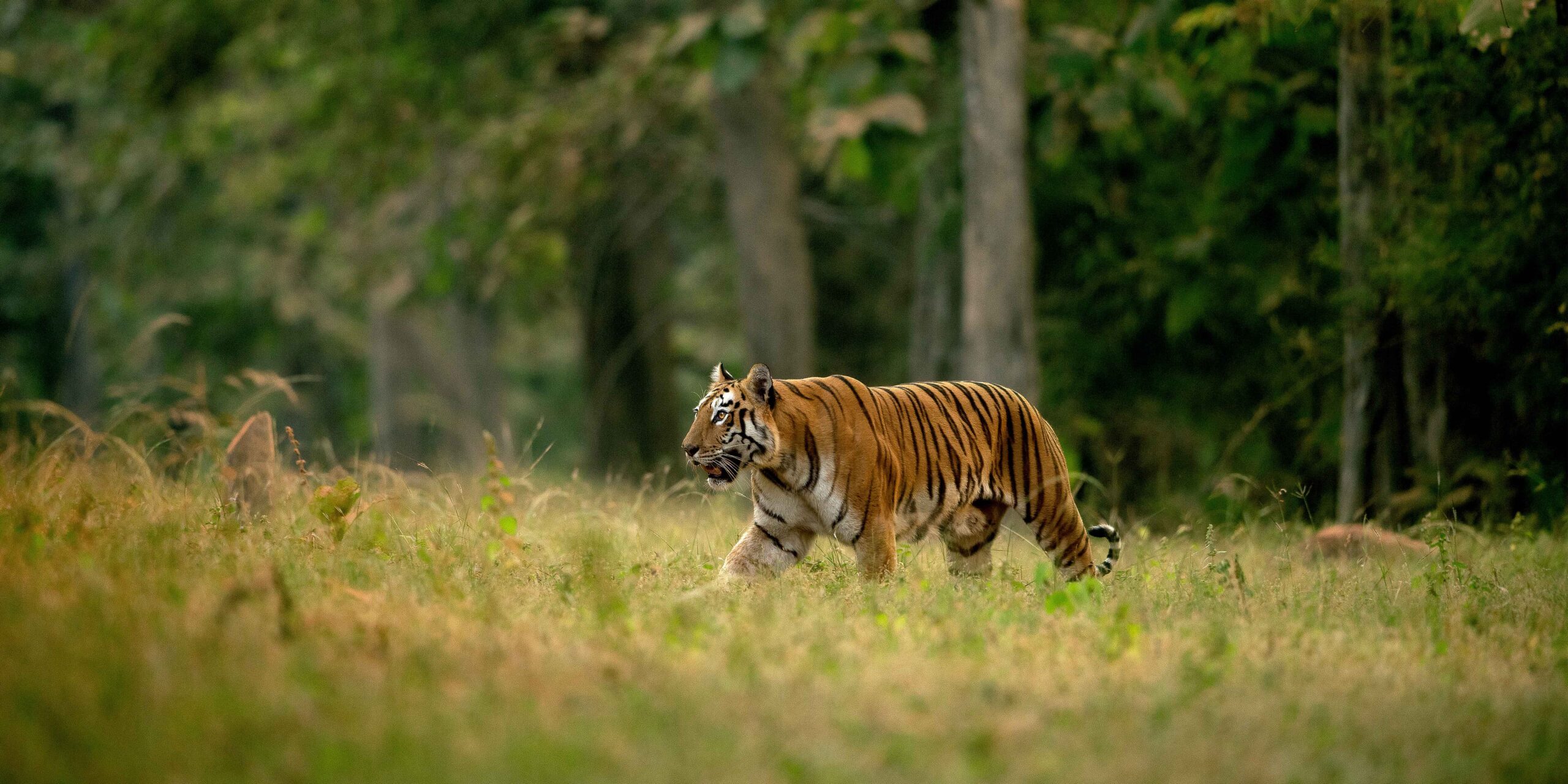 Nagpur to Tadoba Safari Taxi Booking