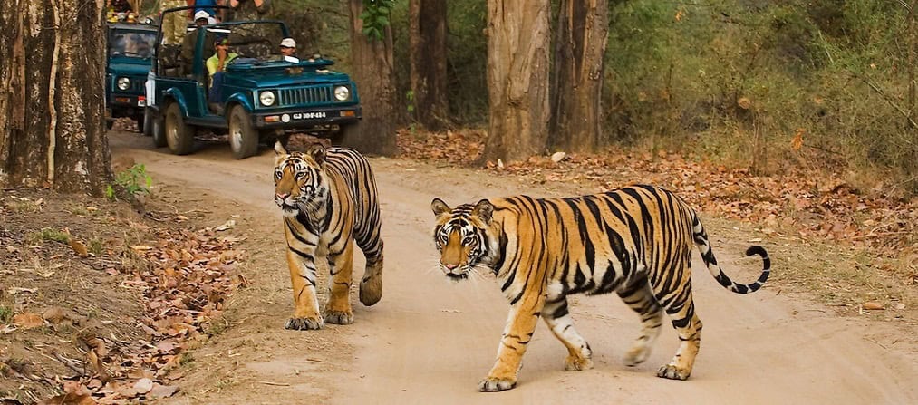Nagpur to Tadoba Taxi Service – Comfortable and Reliable Ride